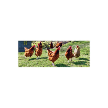 GALLINAS PONEDORAS GRANULO 25 KG