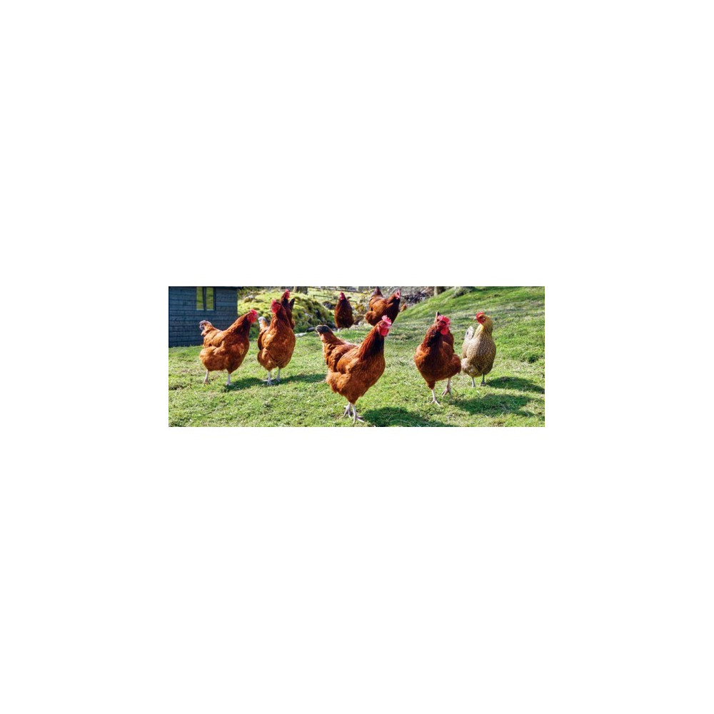 GALLINAS PONEDORAS GRANULO 25 KG